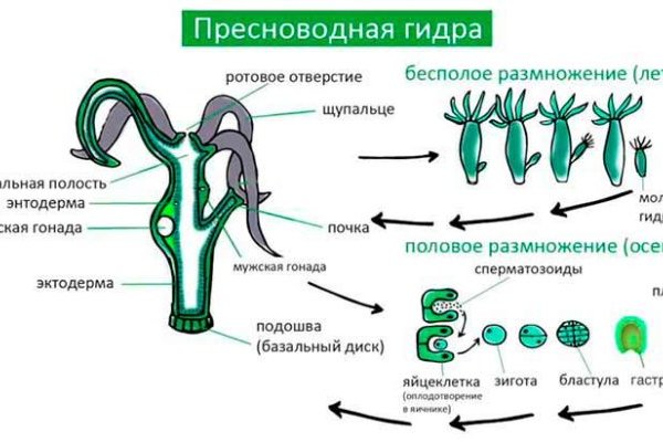 Сайт кракен онион ссылка